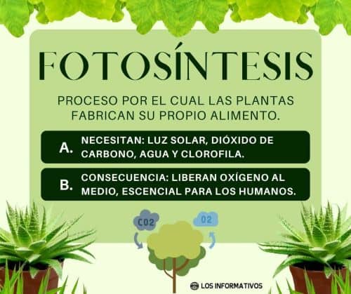 Comprende fácilmente qué es la fotosíntesis, elementos de la fotosíntesis y funciones de la fotosíntesis, infografía de la fotosíntesis y sus elementos.